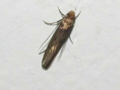 Tineinae
