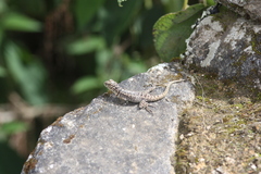 Stenocercus crassicaudatus