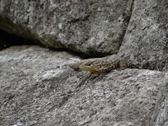 Stenocercus crassicaudatus