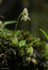 Bulbophyllum napellii