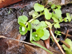 Chrysosplenium americanum