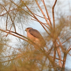 Accipiter cooperii