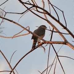 Accipiter cooperii