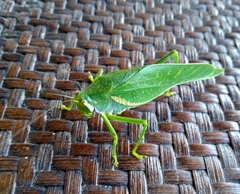 Philophyllia guttulata