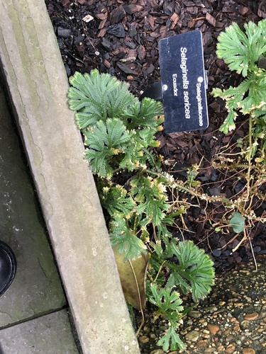 Selaginella sericea