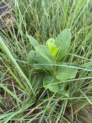 Vangueria venosa