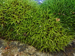 Grimmia trichophylla