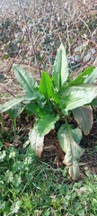 Rumex obtusifolius