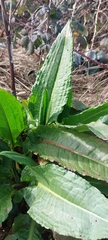Rumex obtusifolius