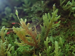 Cryptoleptodon longisetus
