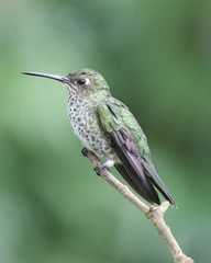 Taphrospilus hypostictus