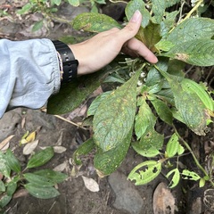 Rhynchotechum discolor