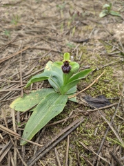 Ophrys bombyliflora