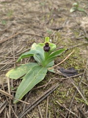 Ophrys bombyliflora