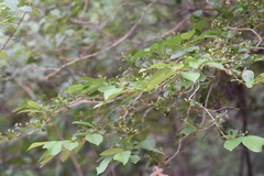 Bothrogonia ferruginea