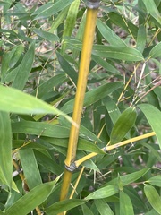 Phyllostachys