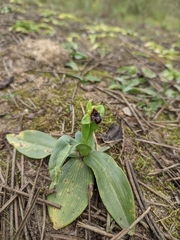 Ophrys bombyliflora