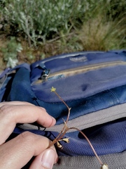 Ranunculus polyrhizos