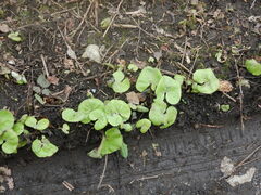 Petasites pyrenaicus