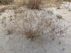 Artemisia leucodes