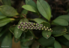 Stelis intermedia
