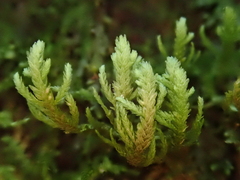 Cryptoleptodon longisetus