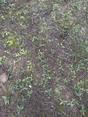 Ophrys bombyliflora
