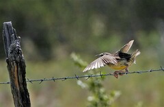 Sturnella magna lilianae