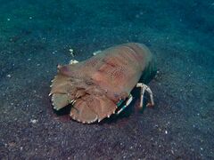 Thenus orientalis