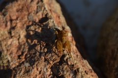 Pristoceuthophilus pacificus