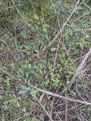 Ophrys bombyliflora