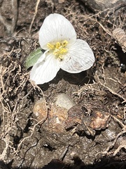 Trillium nivale