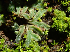 Image of Riccia papillosa