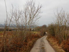 Fraxinus excelsior