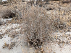 Artemisia leucodes