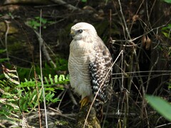 Buteo lineatus