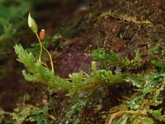 Cryptoleptodon longisetus
