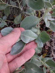 Lupinus cumulicola