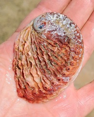 Haliotis midae