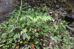 Epimedium acuminatum