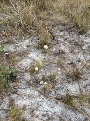 Syngonanthus flavidulus