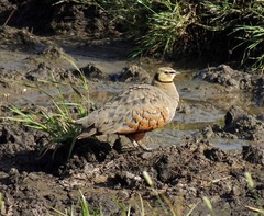 Pterocles gutturalis