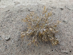 Ceratocarpus arenarius