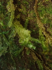 Neckera cephalonica