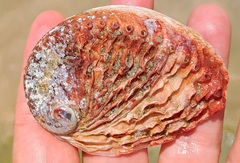 Haliotis midae