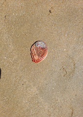 Haliotis midae