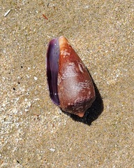 Conus tinianus