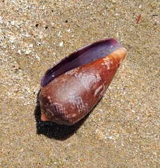 Conus tinianus