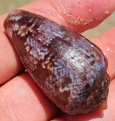 Conus tinianus