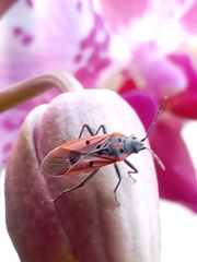 Lygaeus creticus